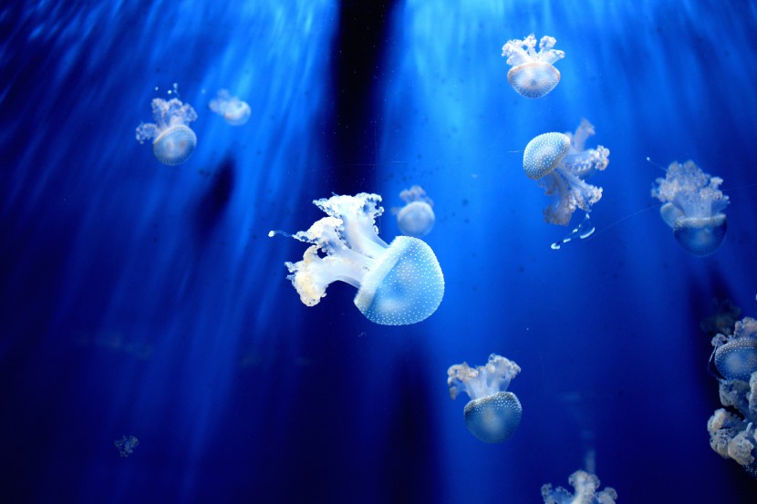 海水中柔软的水母图片