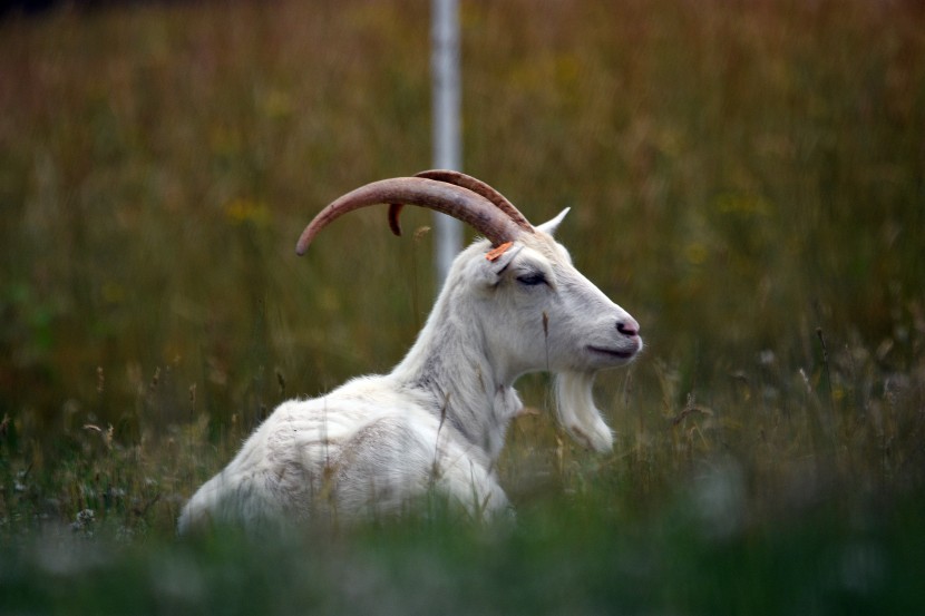 草地上安静的山羊图片