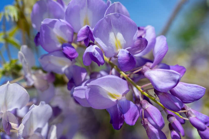 浪漫唯美的紫藤萝图片