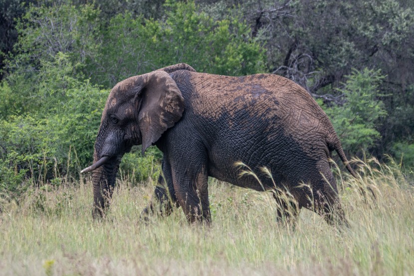 草原里的大象图片