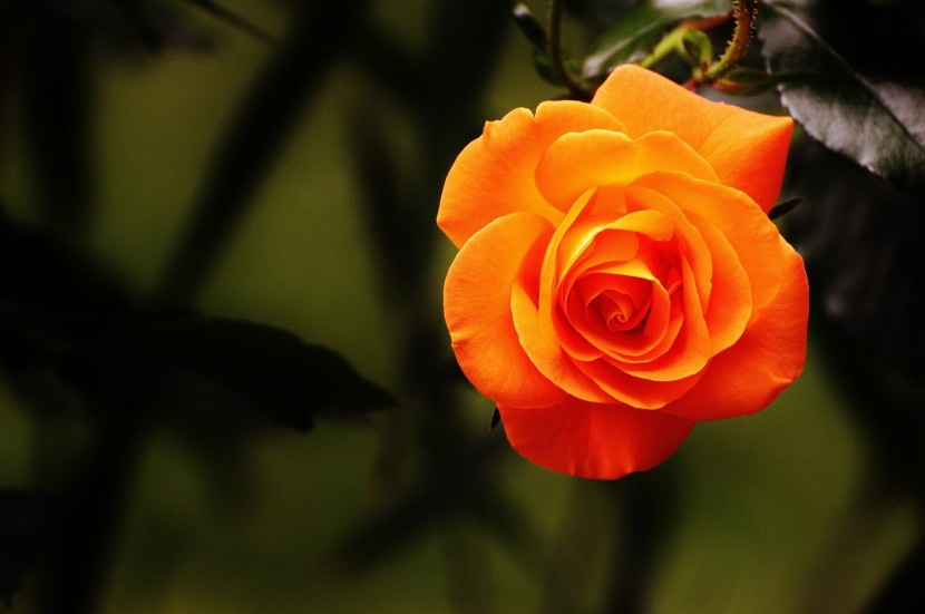 特别的橙色玫瑰花图片