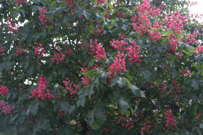 美丽的红花七叶树图片