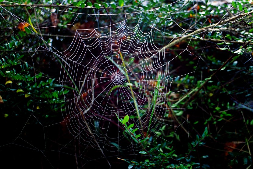 丝丝透明的蜘蛛网图片