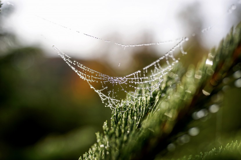 韧性十足的白色蜘蛛网图片