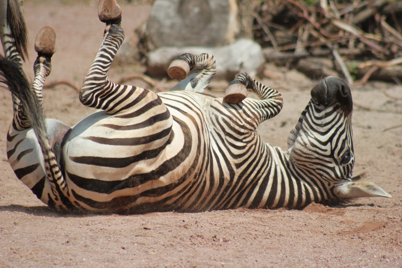 非洲草原上快乐的斑马图片