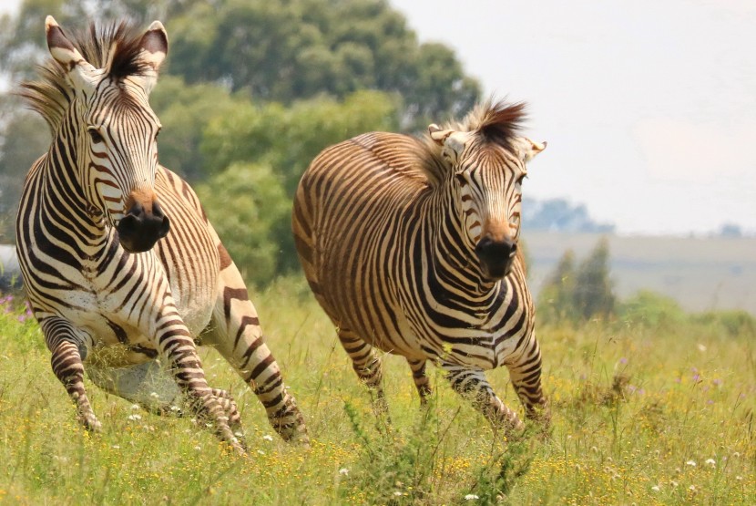 非洲草原上快乐的斑马图片