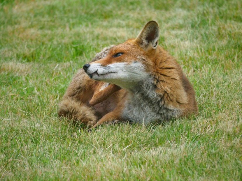轻盈灵活的狐狸图片