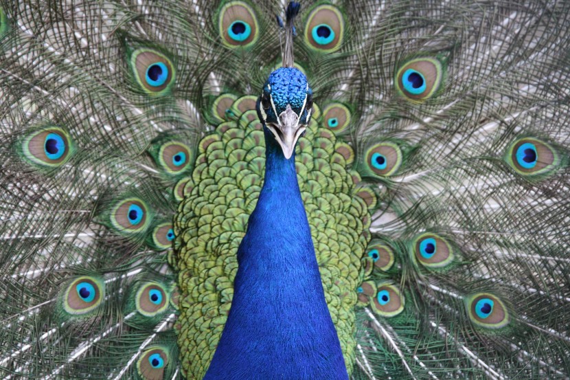 尾屏鲜艳美丽的孔雀图片