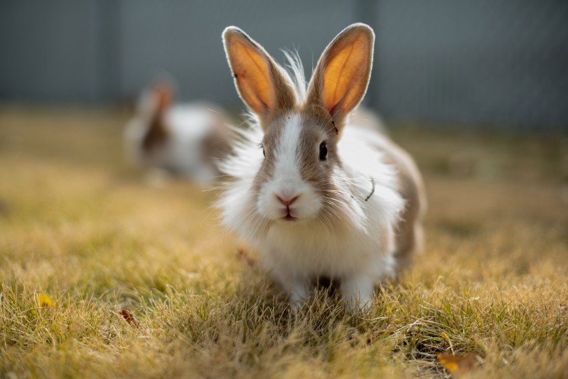可爱的兔子图片(12张)