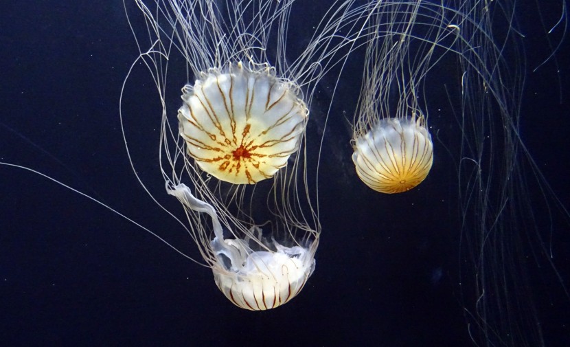 透明可爱的水母图片
