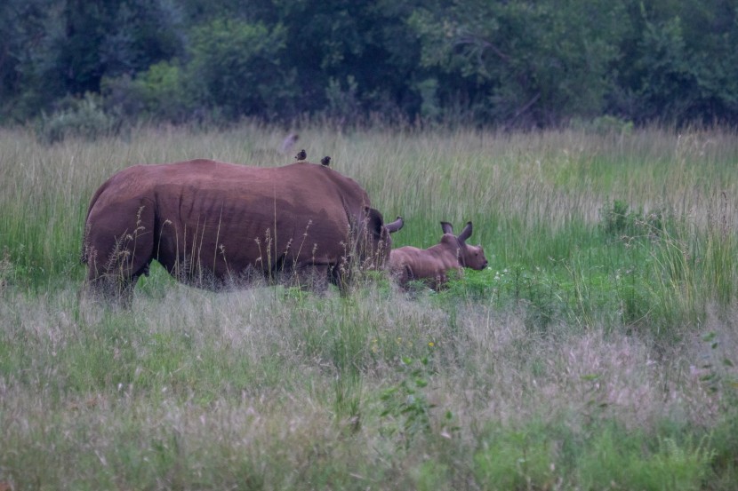 草丛中的犀牛和犀牛幼崽图片