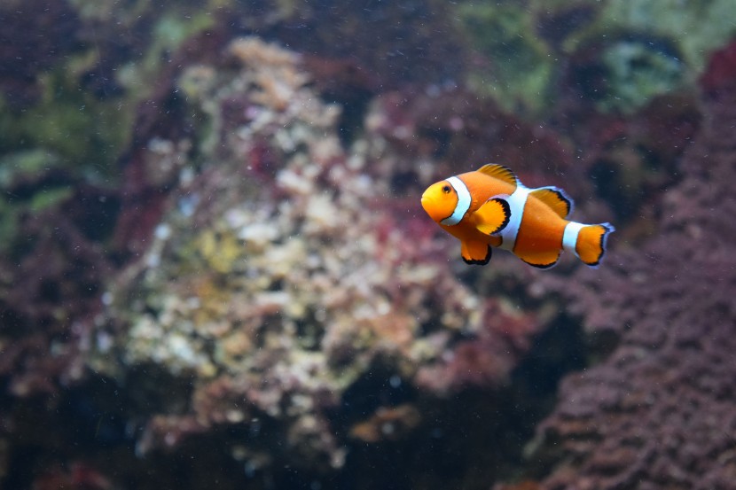 水中快乐的小丑鱼图片