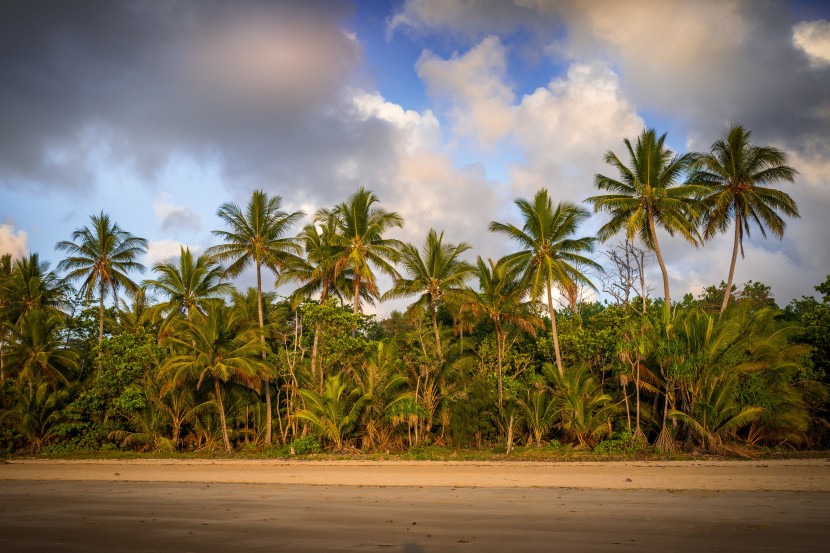 高大绿色的椰子树图片