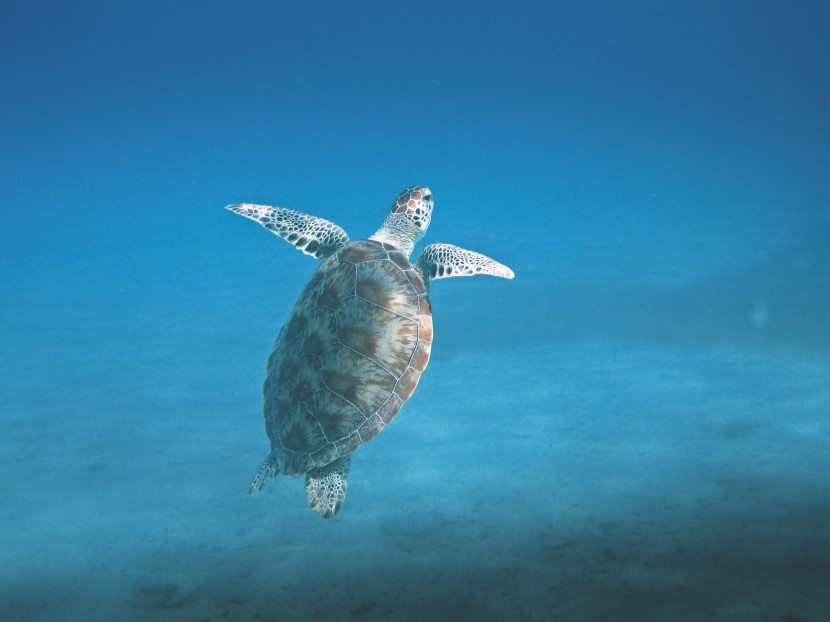 海里欢快游荡的海龟图片