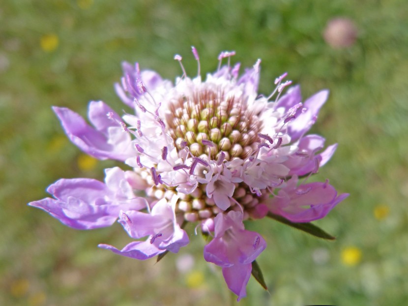 花形独特的轮峰菊图片
