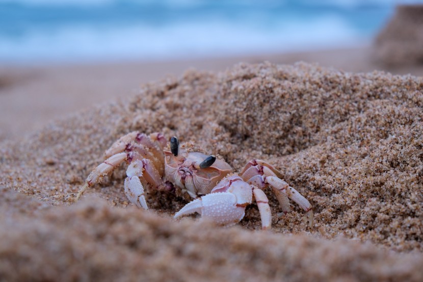沙滩上灵巧可爱的小螃蟹图片