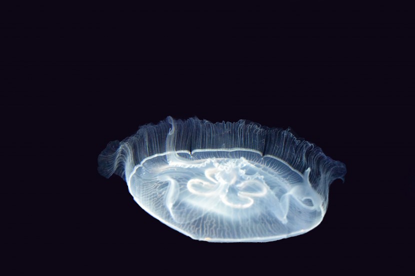 晶莹透明的水母图片