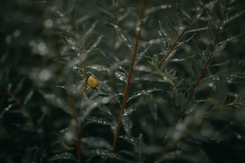 花朵植物上闪闪发光的露珠图片