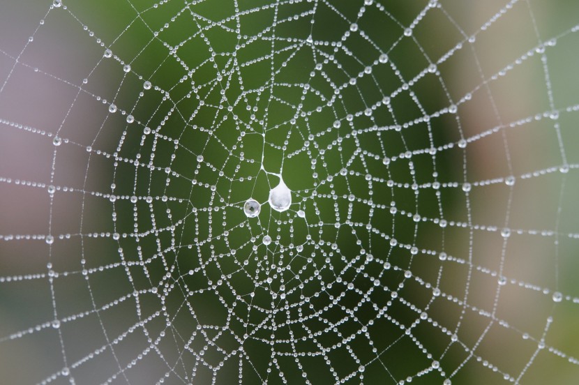 四通八达的蜘蛛网图片