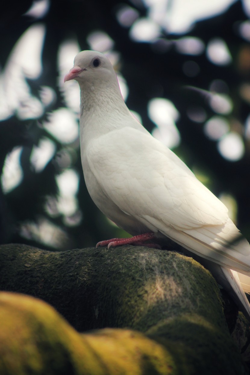 漂亮的白色鸽子图片