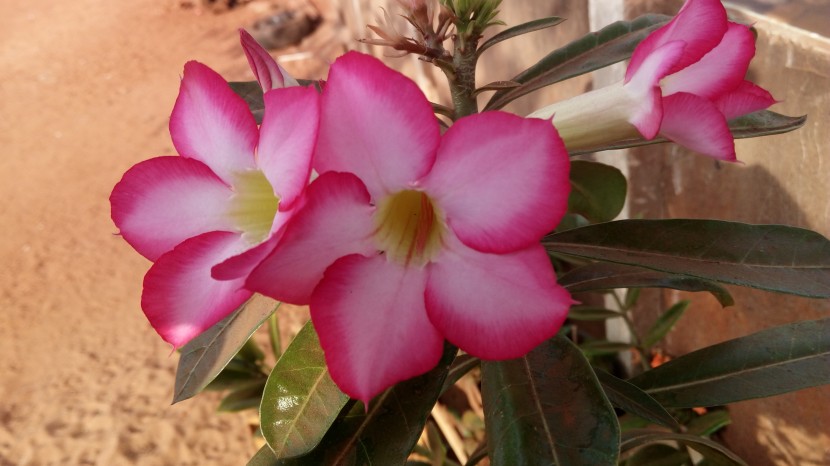 粉色柔美的沙漠玫瑰图片