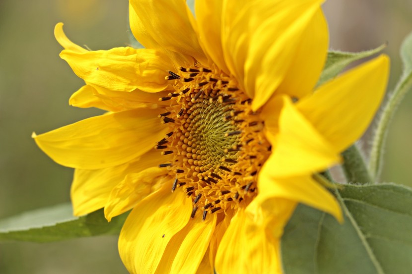 花序随太阳转动的向日葵图片