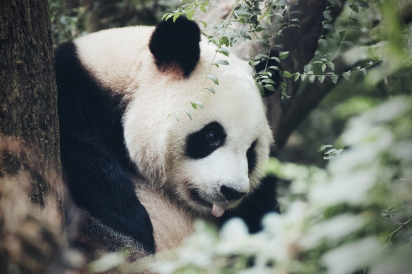 憨厚可爱的大熊猫图片
