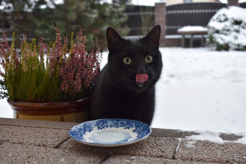 吃东西的可爱猫咪图片