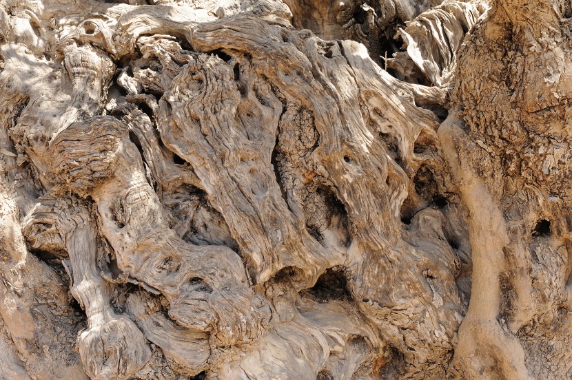 古老沧桑的橄榄树图片