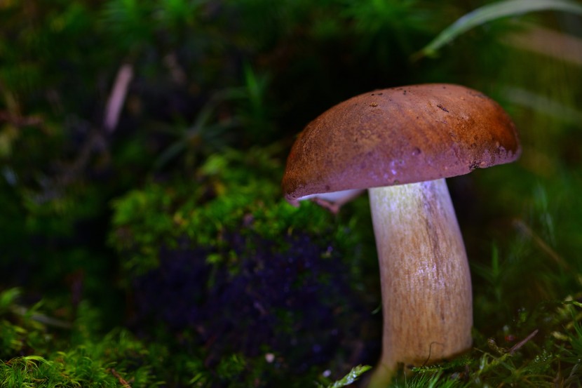 新鲜的栗子蘑菇图片