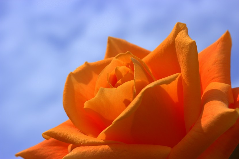 特别的橙色玫瑰花图片