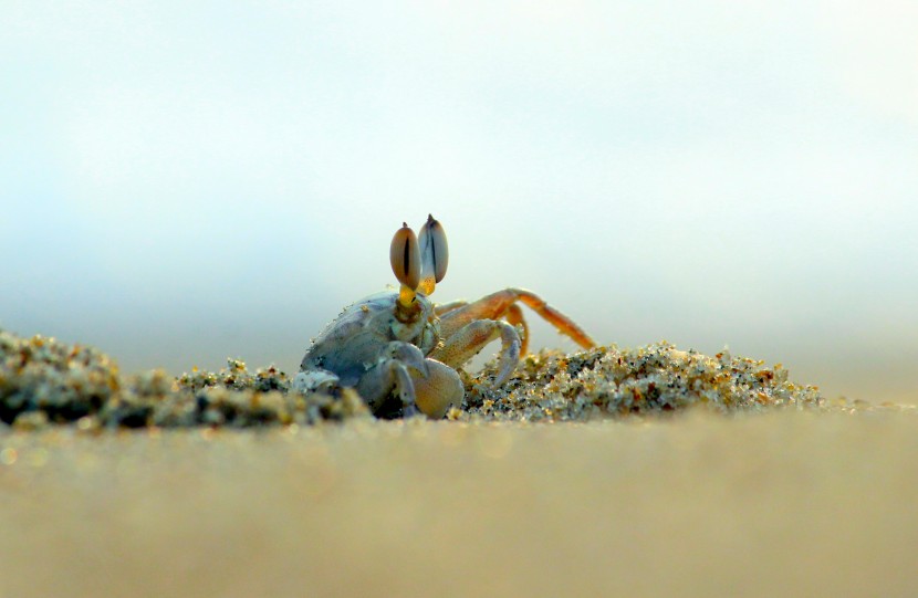 沙滩上灵巧可爱的小螃蟹图片