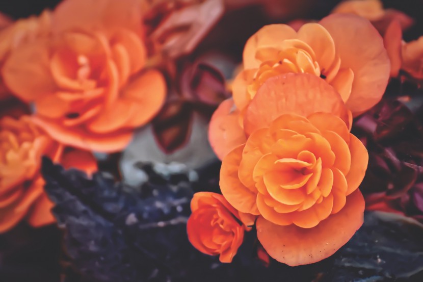 特别的橙色玫瑰花图片(17张)