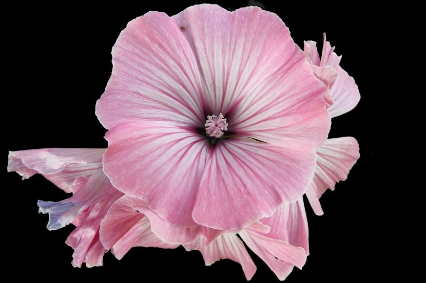 直立纤细花朵大气的锦葵图片