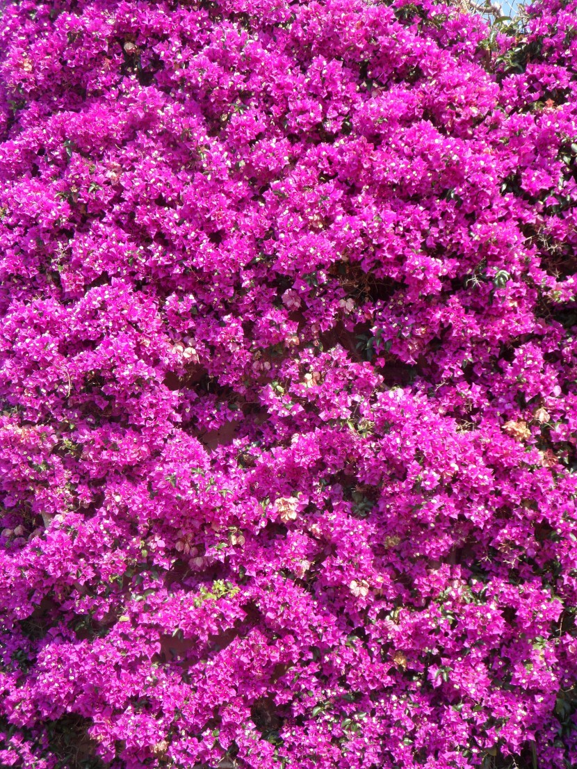姹紫嫣红的叶子花图片