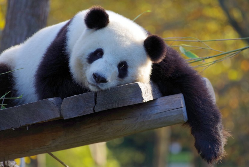 憨厚可爱的大熊猫图片