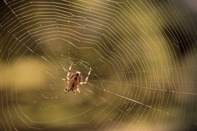 结实紧密的蜘蛛网图片