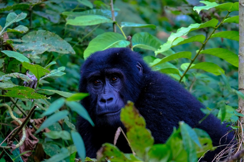 森林里的黑猩猩图片