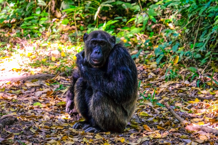 森林里的黑猩猩图片