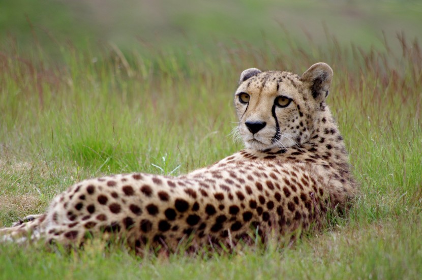 速度和力量双重拥有的猎豹图片