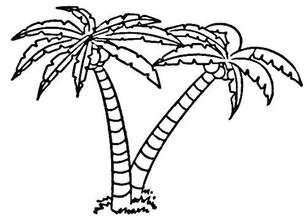 关于椰子树的简笔画图片
