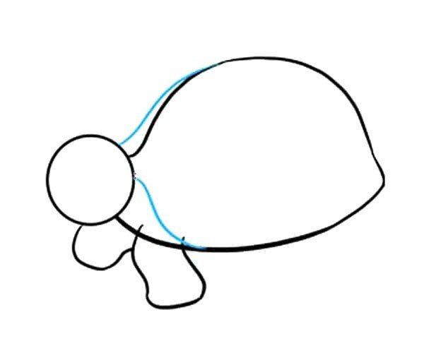 5.画海龟颈部的轮廓。