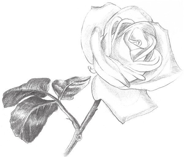 素描白玫瑰的绘画技法