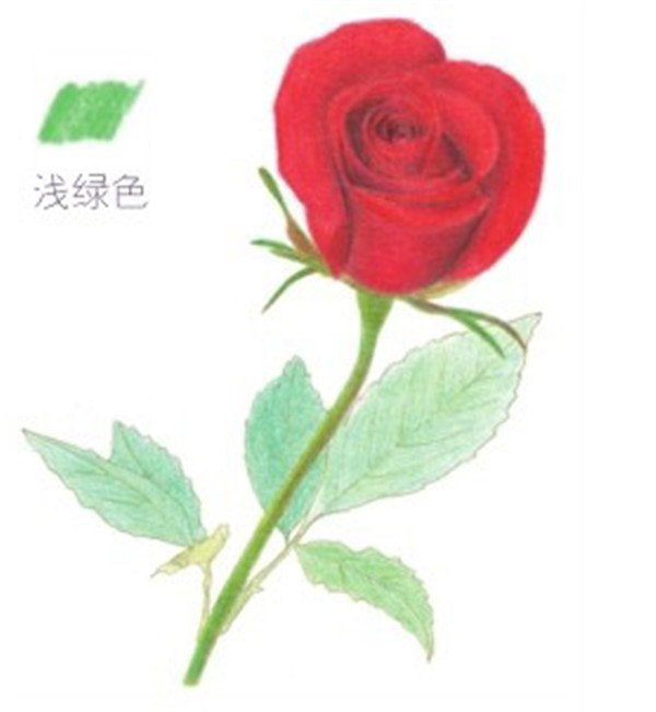 色彩画玫瑰的绘画技法