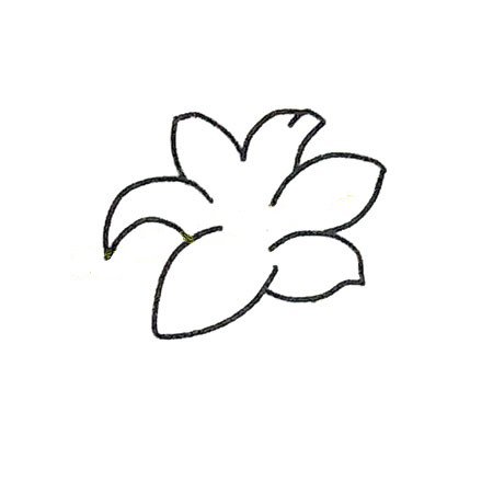 第2步：将百合花的花瓣轮廓勾画出来