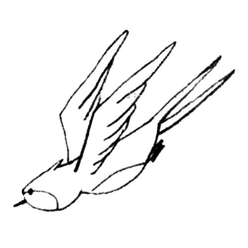 4.画出腹部的花纹和翅膀就画好了。
