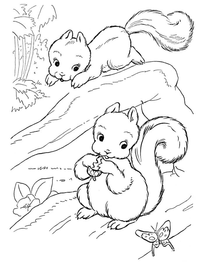 两只可爱的松鼠在树上玩