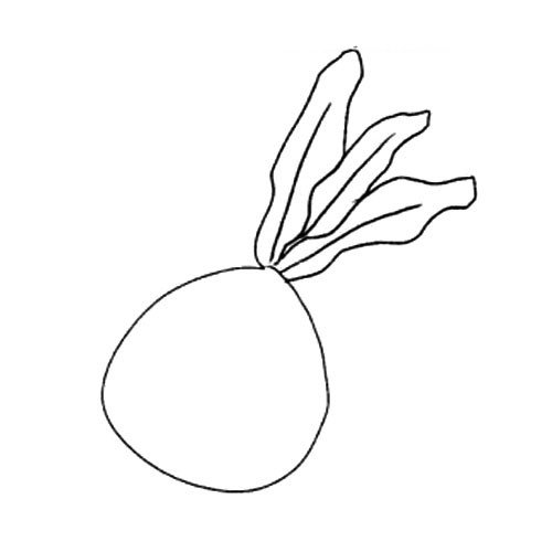 2.再画出萝卜上面的叶子。