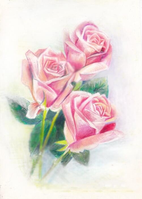 玫瑰花手绘彩铅作品之一束玫瑰花