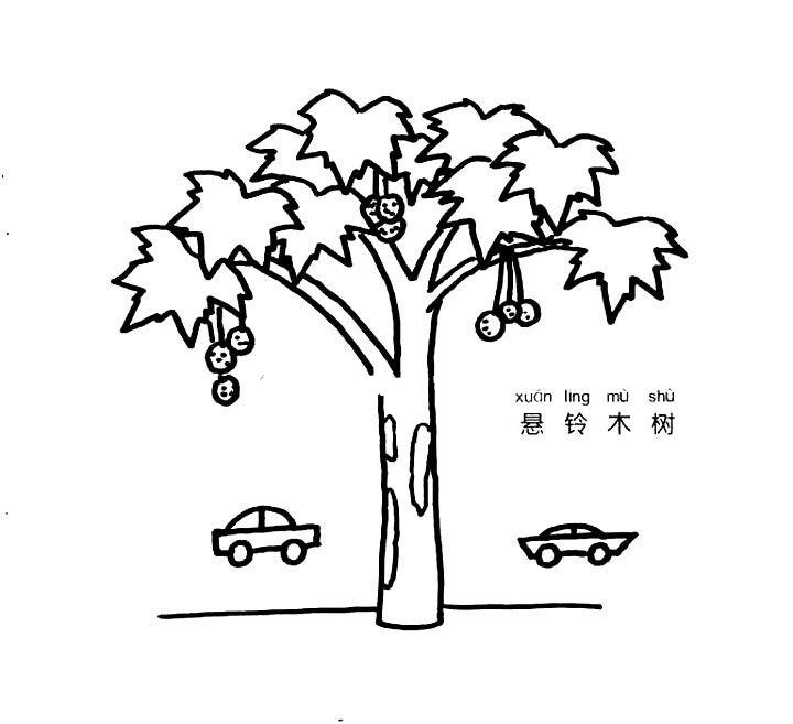 悬铃木树